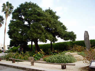 omiyanomatu_20111213083613.jpg