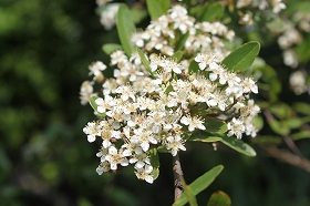 pirakansa.jpg