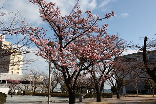 「あたみ桜」マリンスパ