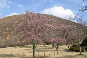 sakuranosato130315-1-300x200.jpg