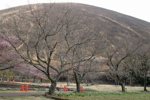 sakuranosato130315-13-300x200.jpg
