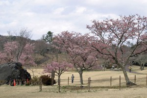 sakuranosato130315-19-300x200.jpg