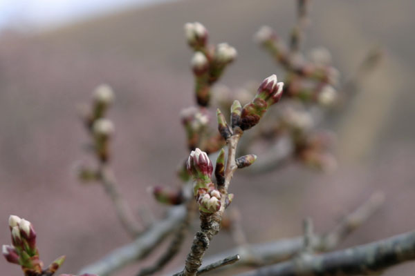 sakuranosato130315-20.jpg