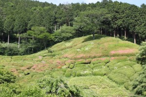 satuki_201506040822578af.jpg