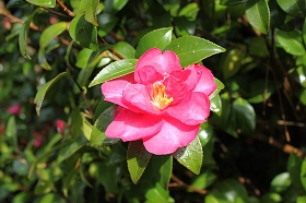 sazanka_20121221074924.jpg