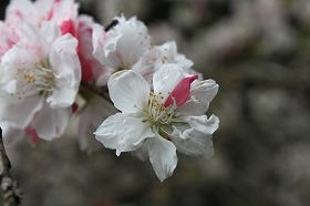 sidaremomo0427.jpg