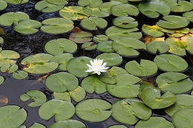 suiren_20120819082853.jpg