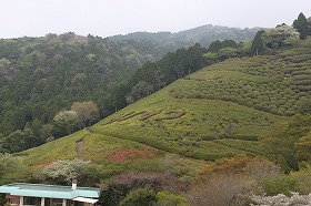 tutuji0427.jpg