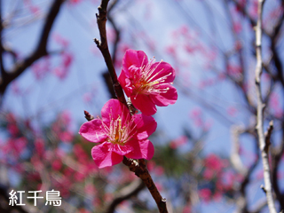 ume1_20120104092451.jpg