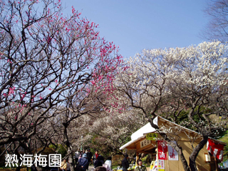 ume3_20111227081041.jpg