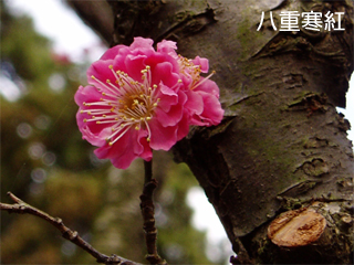 ume5.jpg