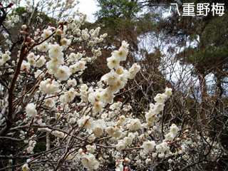 ume6_20141127074152f1e.jpg