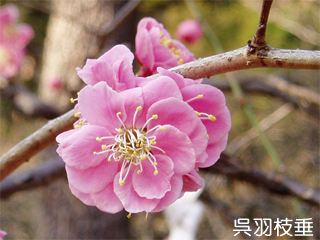 ume7.jpg