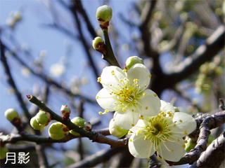 ume8.jpg