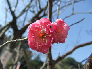 0108yaekankou_20130112081437.jpg