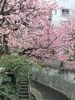 0201atamizakura3.jpg