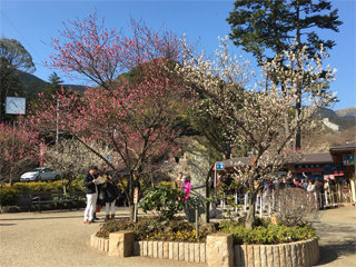 0205ume1.jpg
