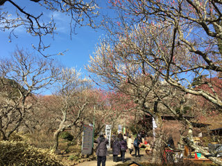 0205ume2.jpg