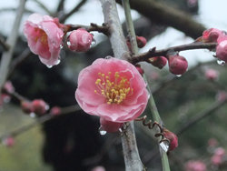 0220fujibotansidare.jpg