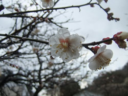 0220juro-kanichi.jpg