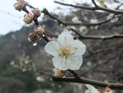 0220sirokaga.jpg