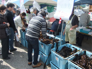 0302wakame1.jpg