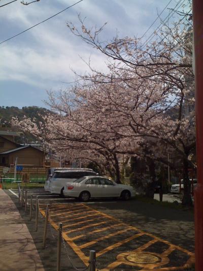 大縄海水浴場前、お浜の桜01