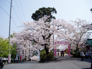 0407sakura2_20120307083322.jpg