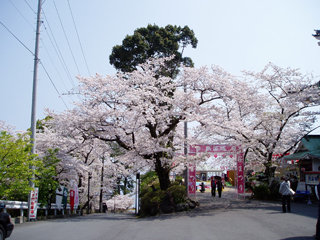 0407sakura2_20140228074046ba1.jpg