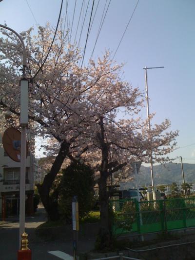大縄海水浴場前、お浜の桜03