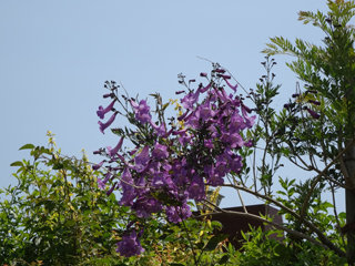 0522jacaranda4.jpg