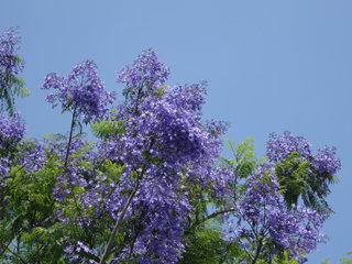 0610jacaranda2.jpg