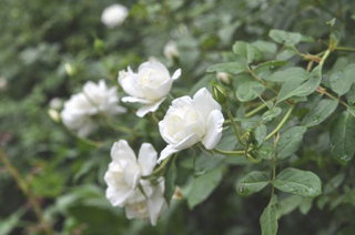 0921herb2.jpg