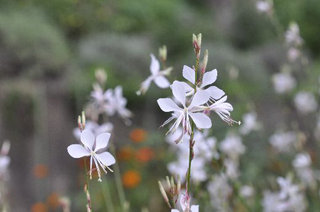 0921herb3.jpg