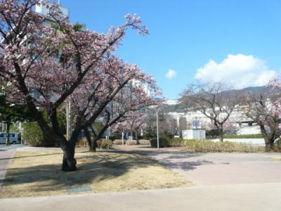 「あたみ桜」マリンスパ
