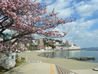 「あたみ桜」サンビーチ