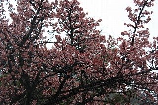 梅園前市道(平成22年2月12日撮影)