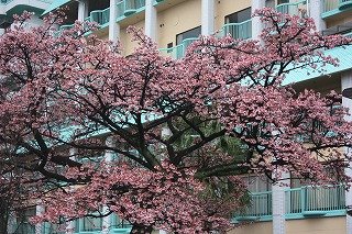 サンレモ公園(平成22年2月12日撮影)