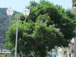 1010jacaranda1.jpg