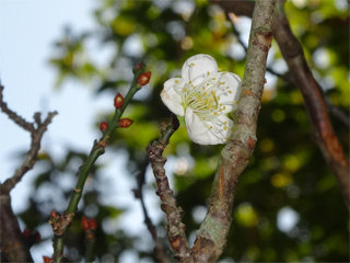 1116ume1.jpg