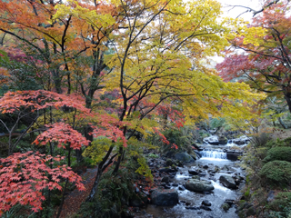 1203momiji3_201512070749173c6.jpg