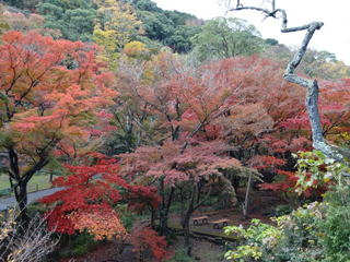 1203momiji4_2015120707491806e.jpg