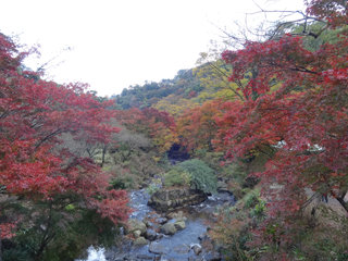 1203momiji8.jpg