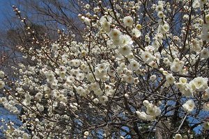 IMG_3241.jpg