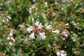 aberia_20120826072948.jpg