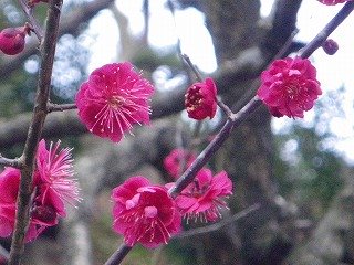 1月24日開花状況