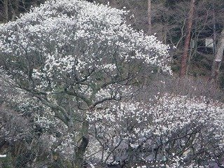 1月24日開花状況2