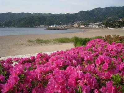 長浜海水浴場のツツジです。