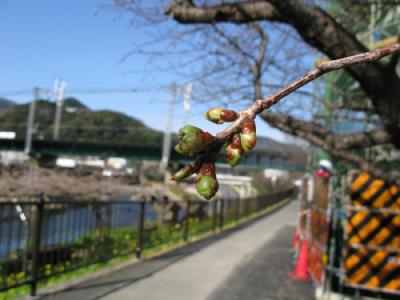 河津川沿い温泉タンク前 全体的につぼみが大きく膨らんでいる