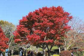 kouyou261123-1.jpg